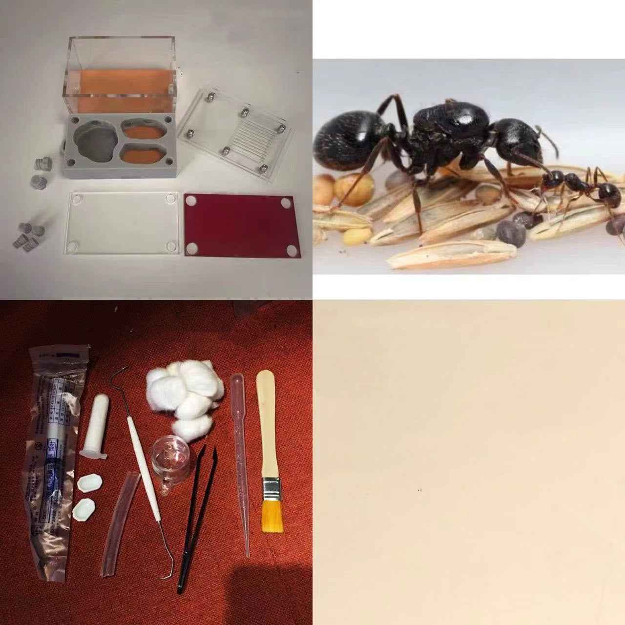 Ant Nest Ant Workshop Ant Castle