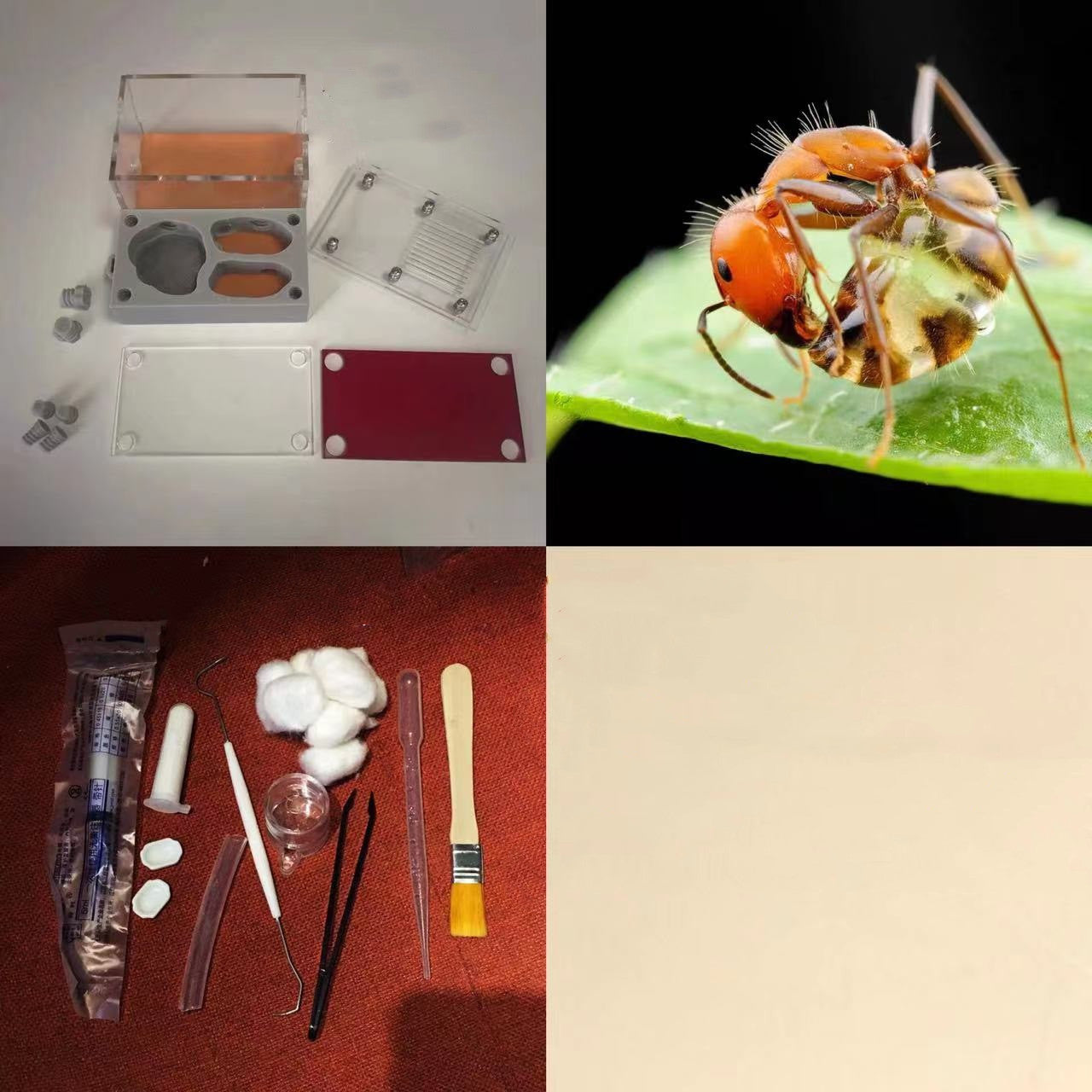 Ant Nest Ant Workshop Ant Castle